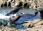 IMG_2347 baby seals ohau pt.JPG